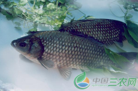 “水产养殖专家对鲫造血器官坏死症讲解”