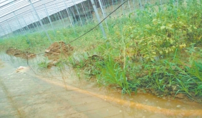 蔬菜专家下乡支招